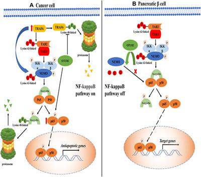 The Emerging Role of OTUB2 in Diseases: From Cell Signaling Pathway to Physiological Function